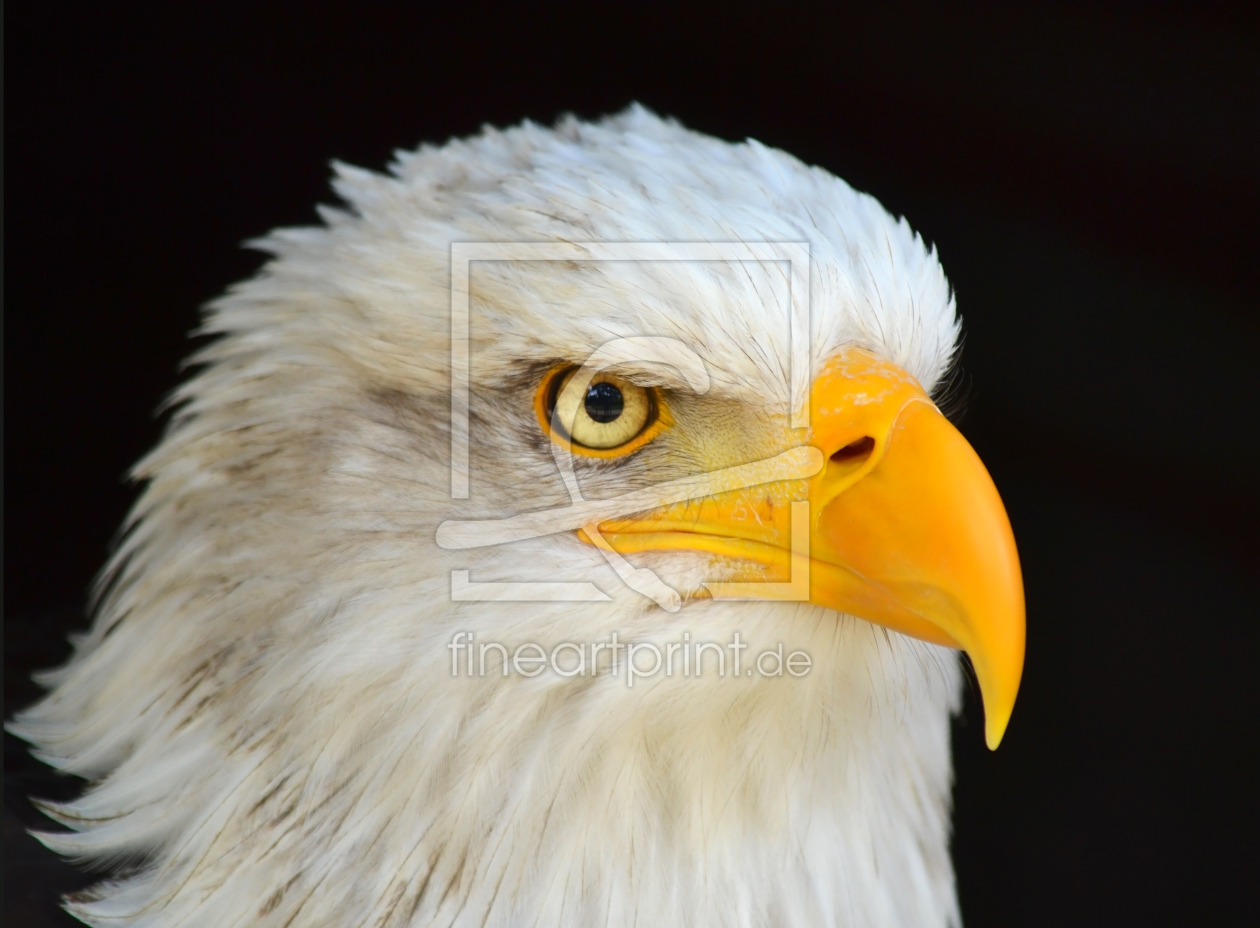 Bild-Nr.: 10937891  American Eagle erstellt von albatross