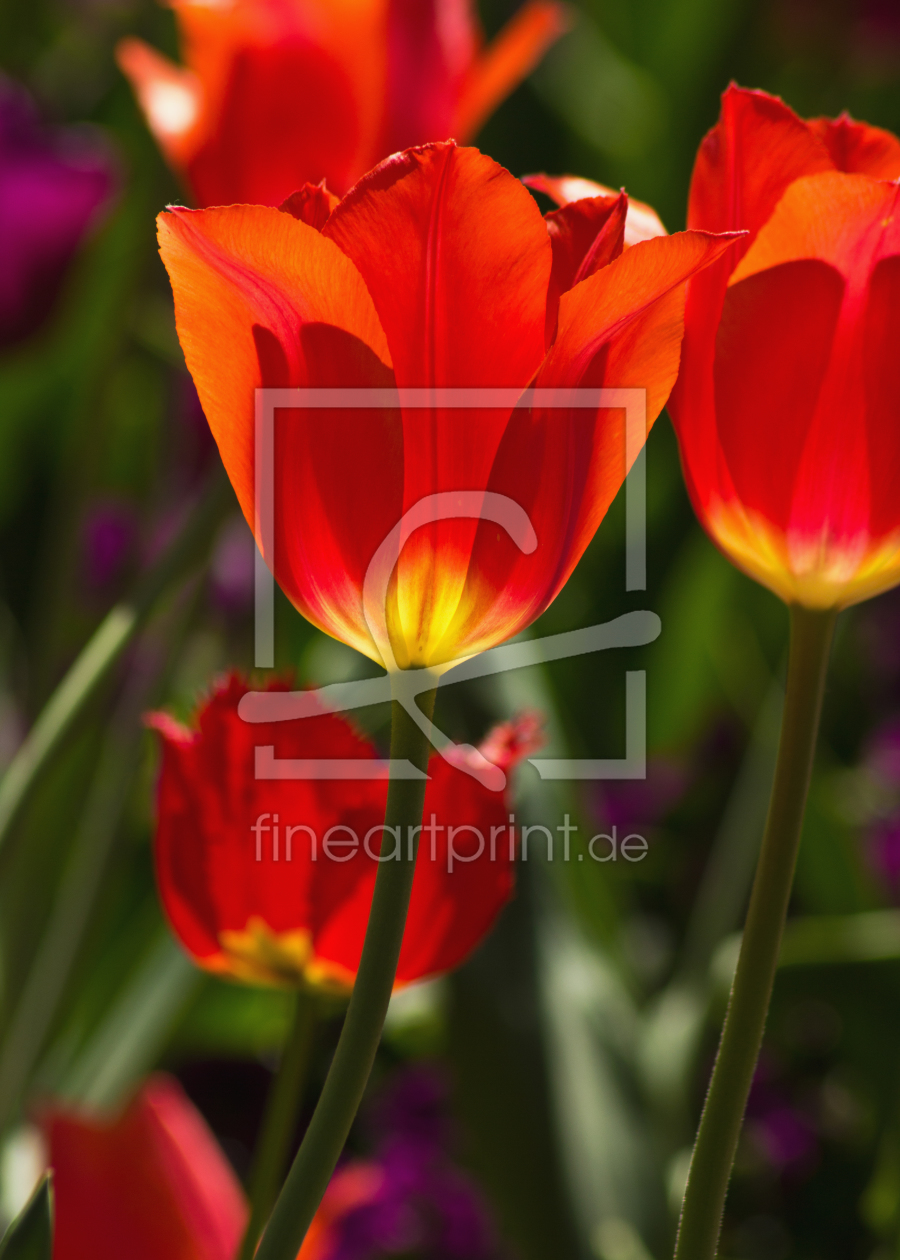 Bild-Nr.: 10938385 leuchtend rote Tulpen erstellt von Anja Schäfer