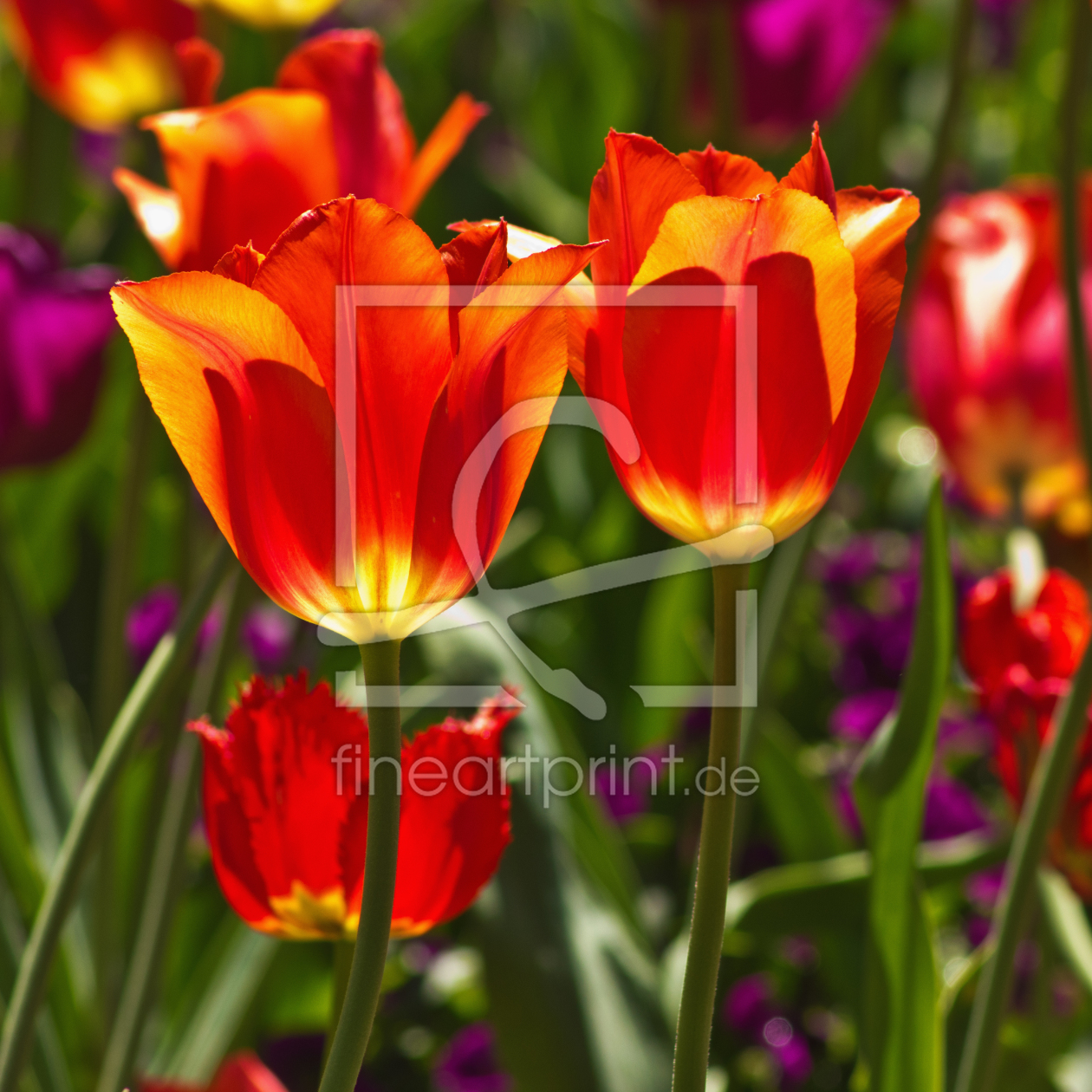 Bild-Nr.: 10938395 leuchtende Tulpen erstellt von Anja Schäfer