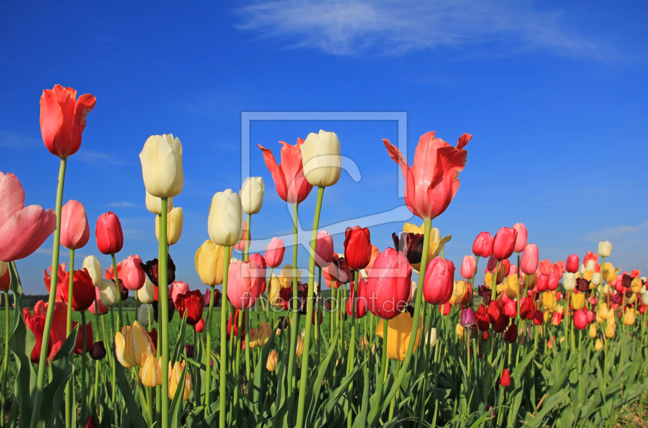 Bild-Nr.: 10938479 bunte Frühlingswelt erstellt von SusaZoom
