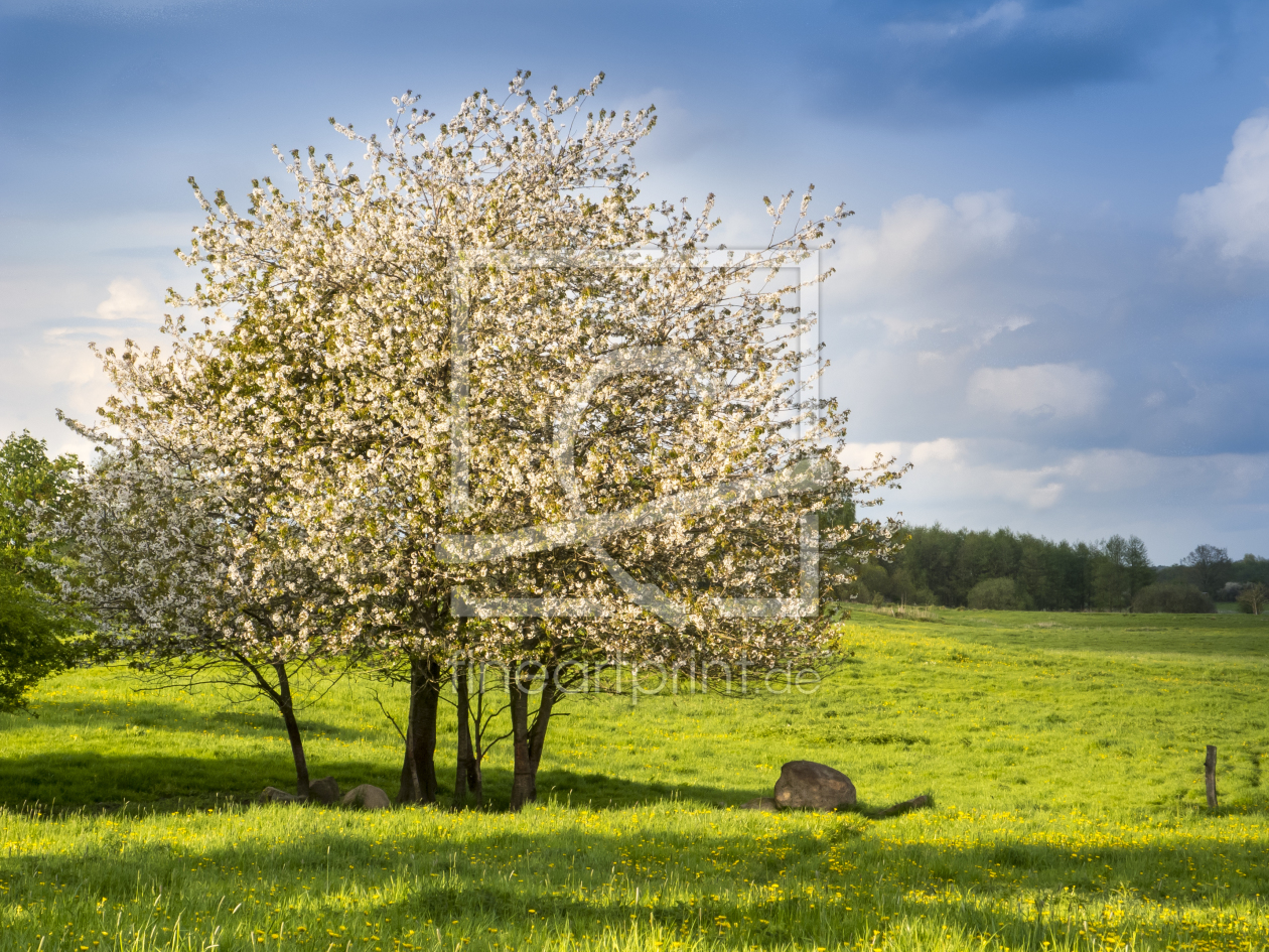 Bild-Nr.: 10938503 Wildkirschenblüte erstellt von Armin Redöhl