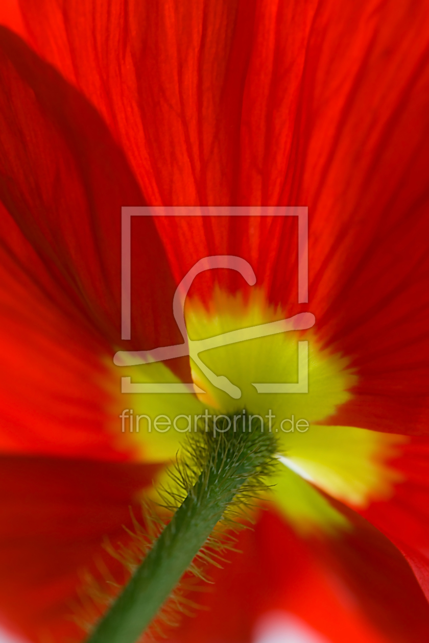 Bild-Nr.: 10938983 Mohnblüte Rot erstellt von Steffen Gierok