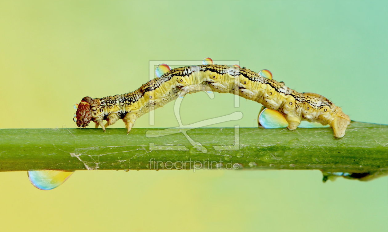 Bild-Nr.: 10939429 RegenRaupe erstellt von Heike  Hultsch