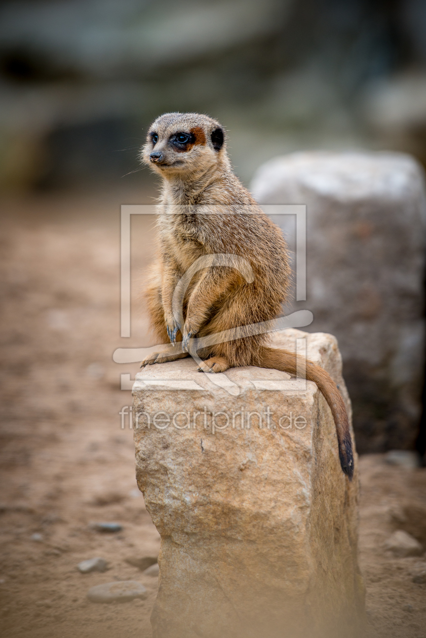 Bild-Nr.: 10939437 Erdmännchen erstellt von Talirion