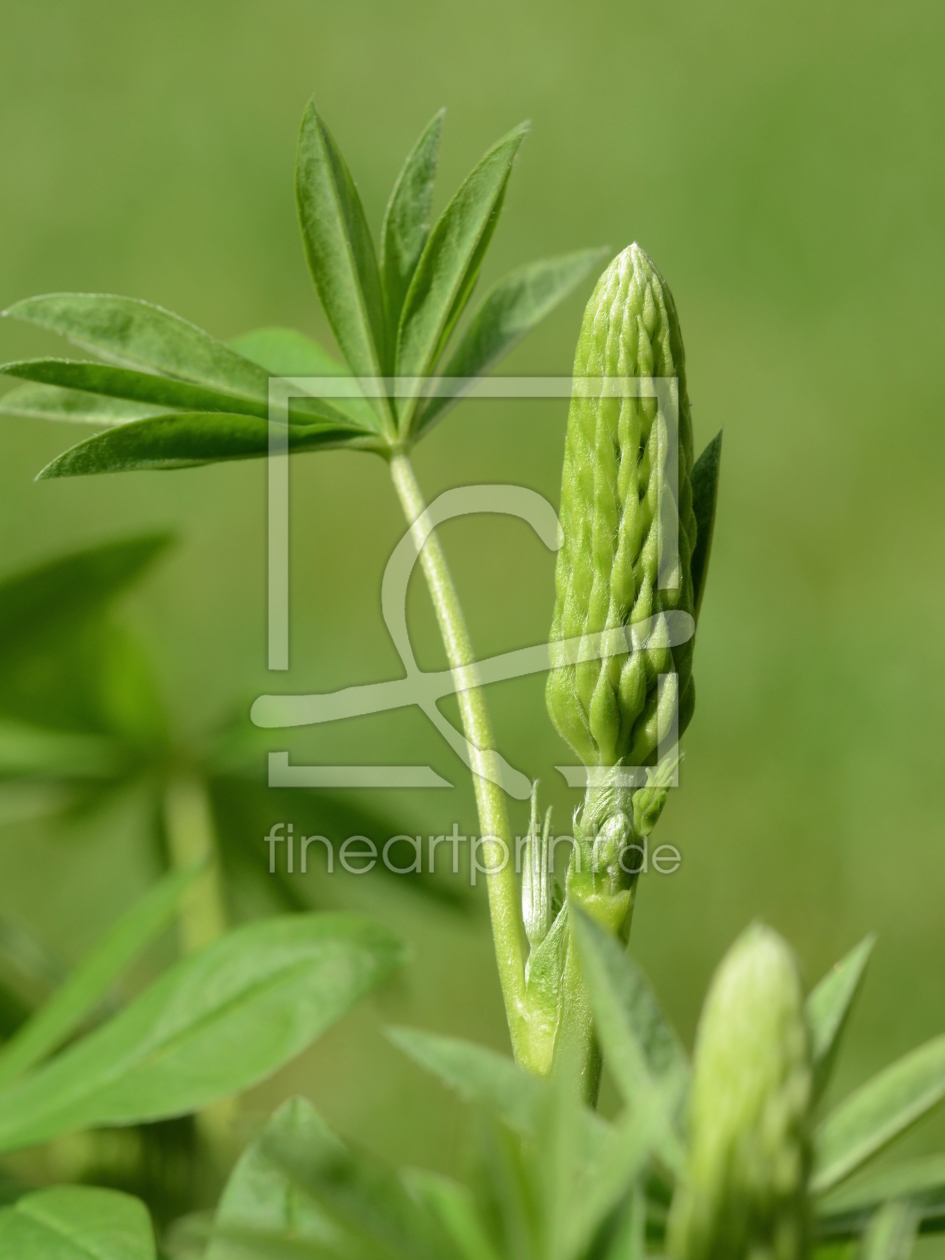 Bild-Nr.: 10940349 Vielblätterige Lupine erstellt von Ostfriese