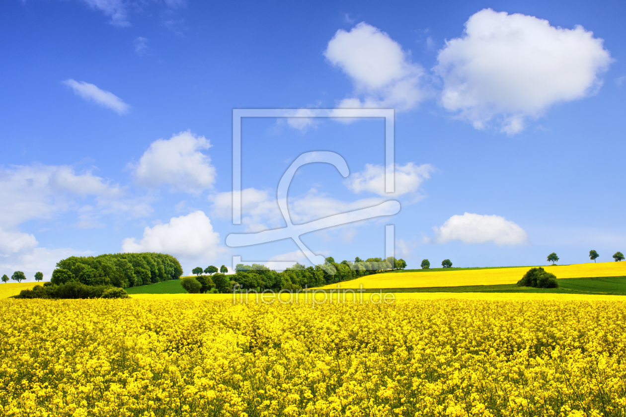 Bild-Nr.: 10943319 Rapslandschaft erstellt von Jake-Playmo