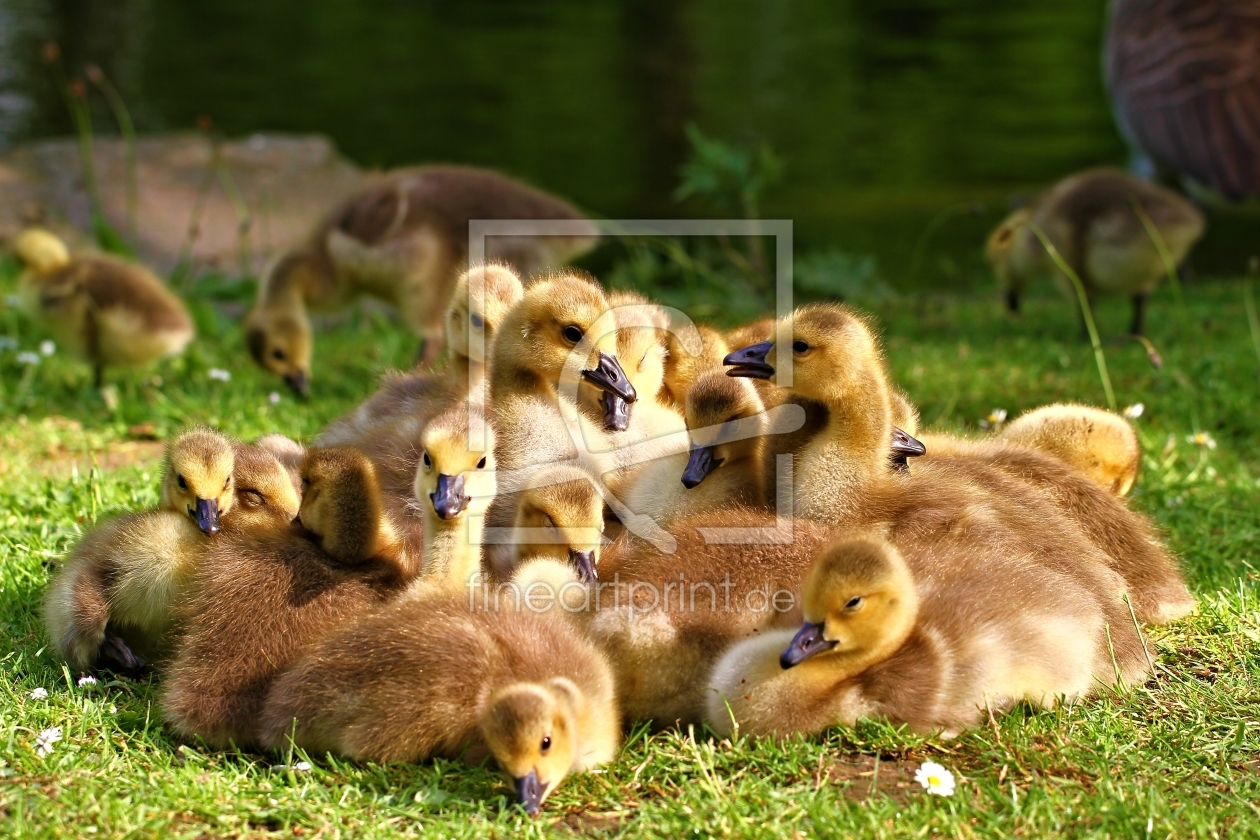 Bild-Nr.: 10944867 Großfamilie erstellt von falconer59