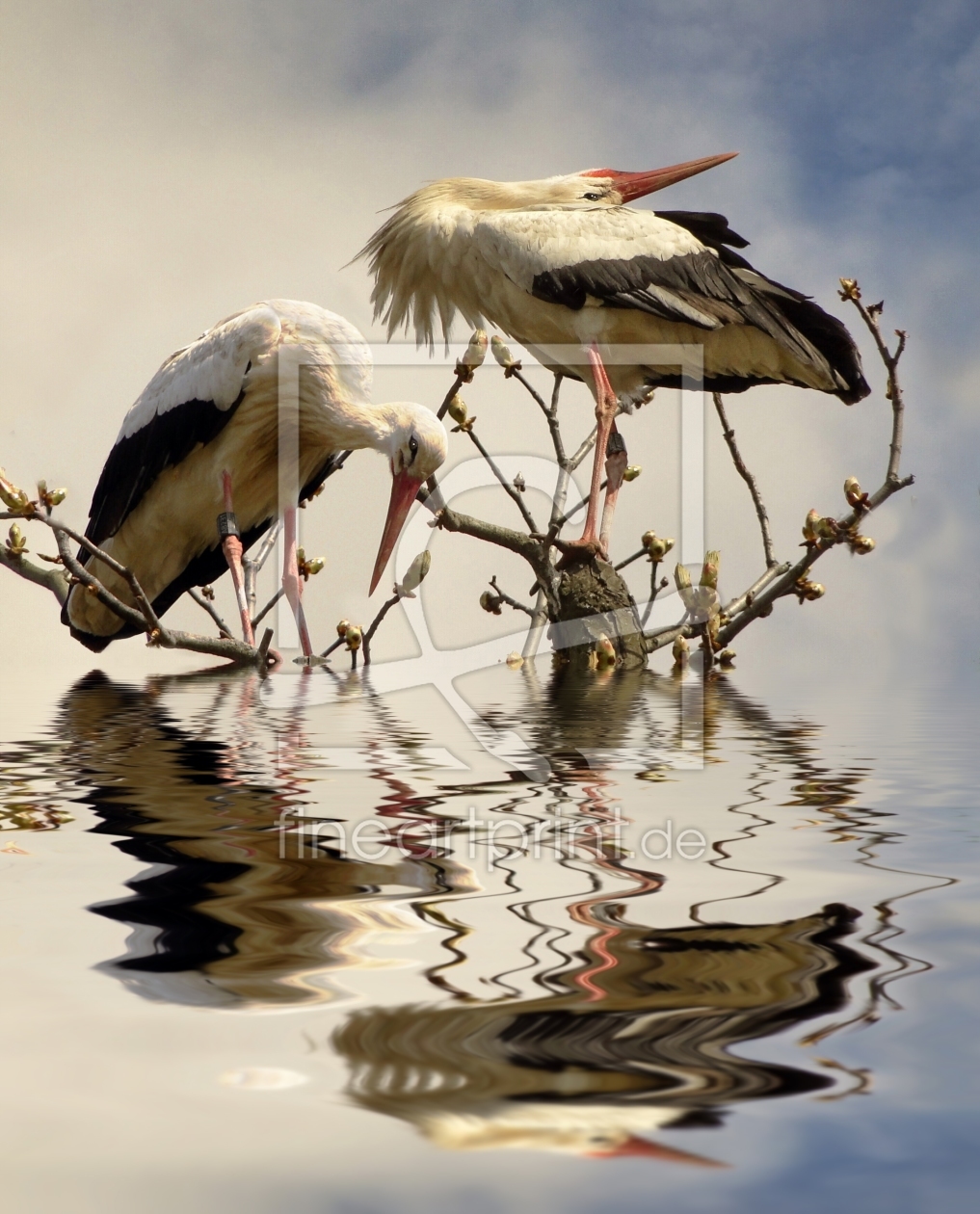 Bild-Nr.: 10945421 WEIßSTORCH  CICONIA CICONIA erstellt von Renate Knapp