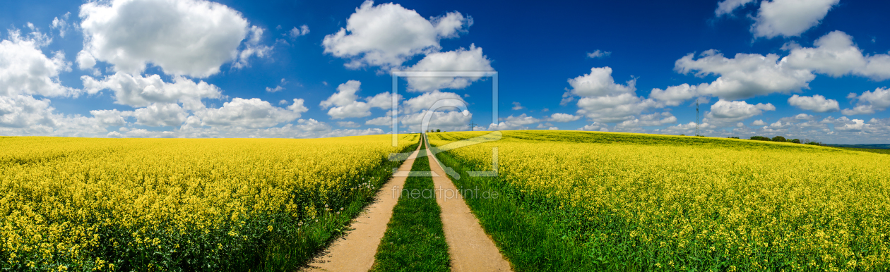 Bild-Nr.: 10945675 Rapsfeld im Frühling Panorama erstellt von Jean Claude Castor