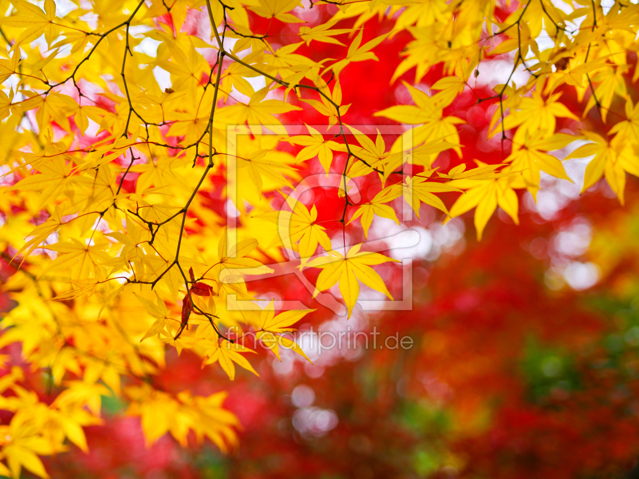 Bild-Nr.: 10945955 Herbstfarben Fine Art erstellt von eyetronic