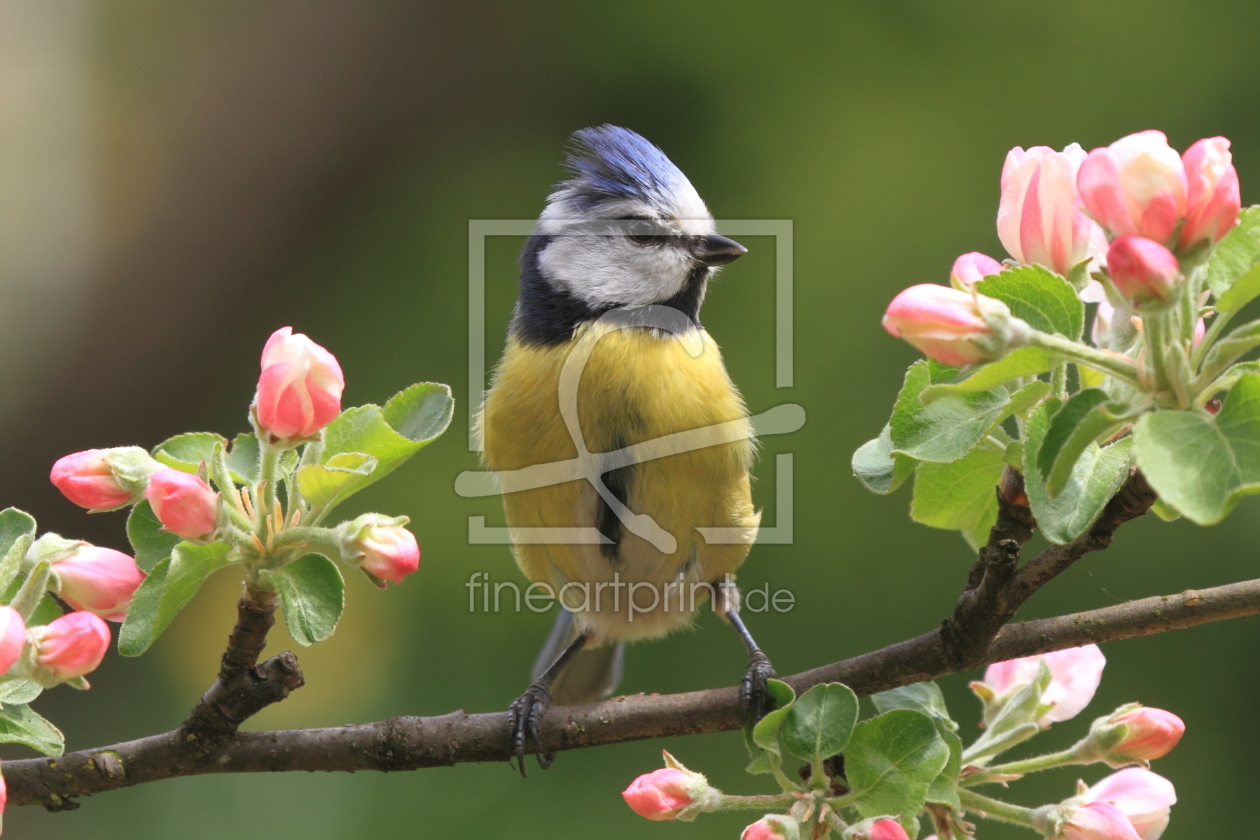 Bild-Nr.: 10946279 Blaumeise mit Apfelblüte erstellt von Uwe Fuchs