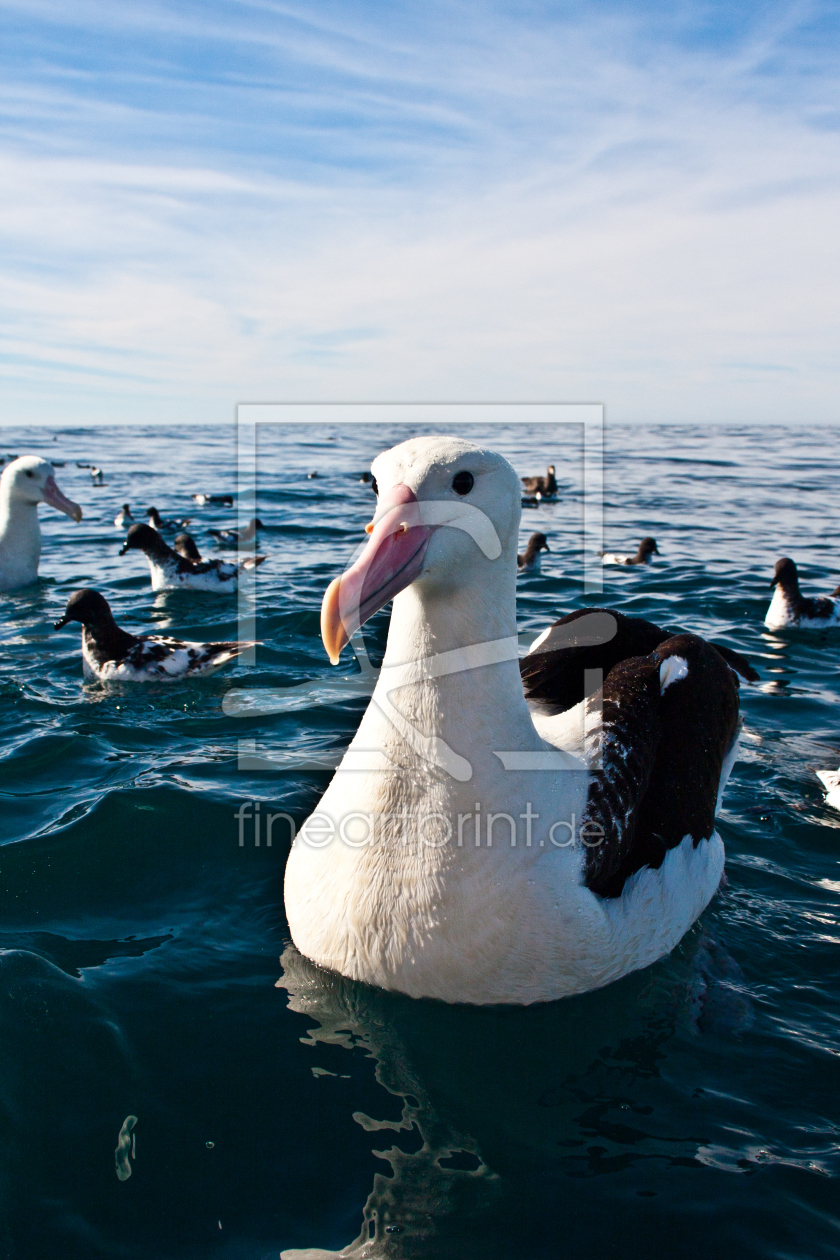 Bild-Nr.: 10946555 albatros erstellt von ollyw
