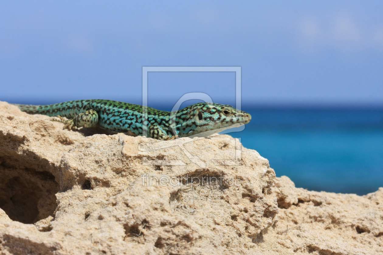 Bild-Nr.: 10946799 Leo beim Strandausflug erstellt von nicoleblick