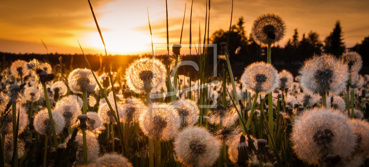 Bild-Nr.: 10947297 Pusteblumenwiese erstellt von TomKli