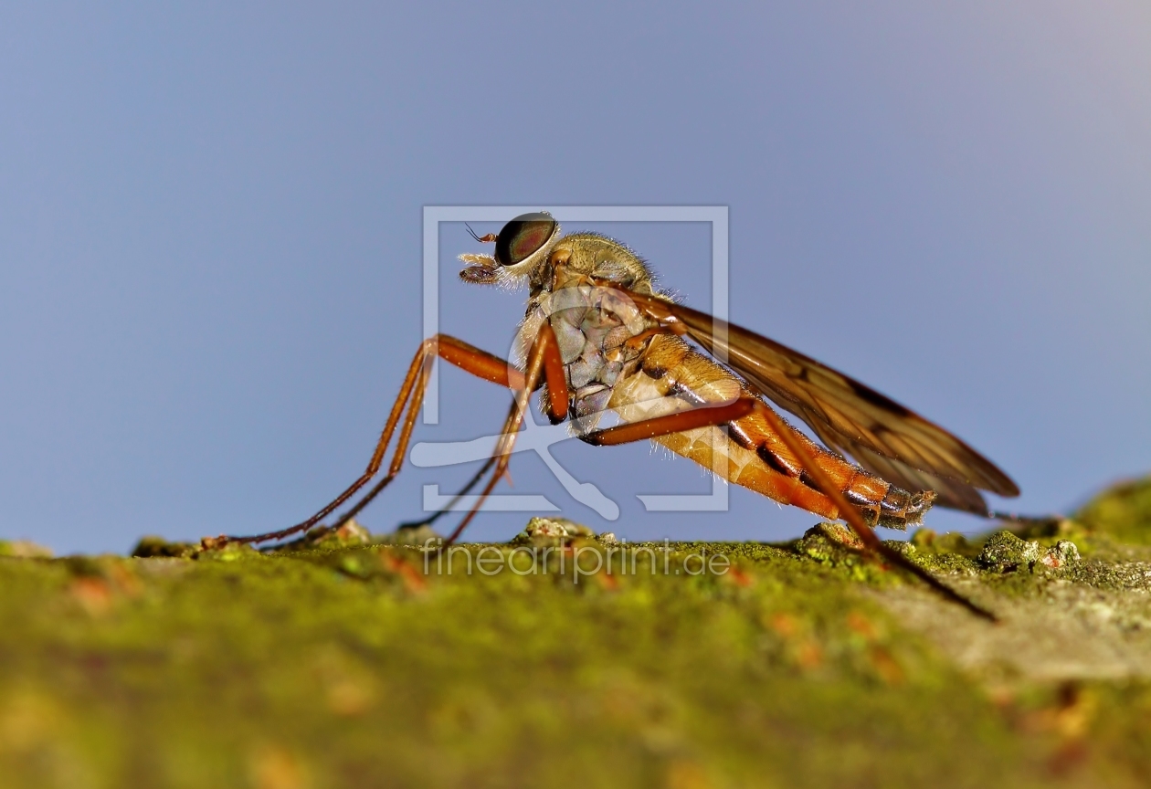 Bild-Nr.: 10947429 Fliegenmakro erstellt von falconer59