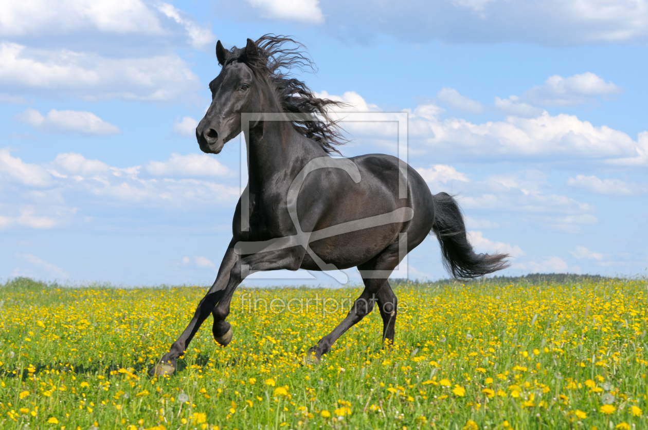 Bild-Nr.: 10947473 Paso Fino Stute erstellt von Manfred Grebler