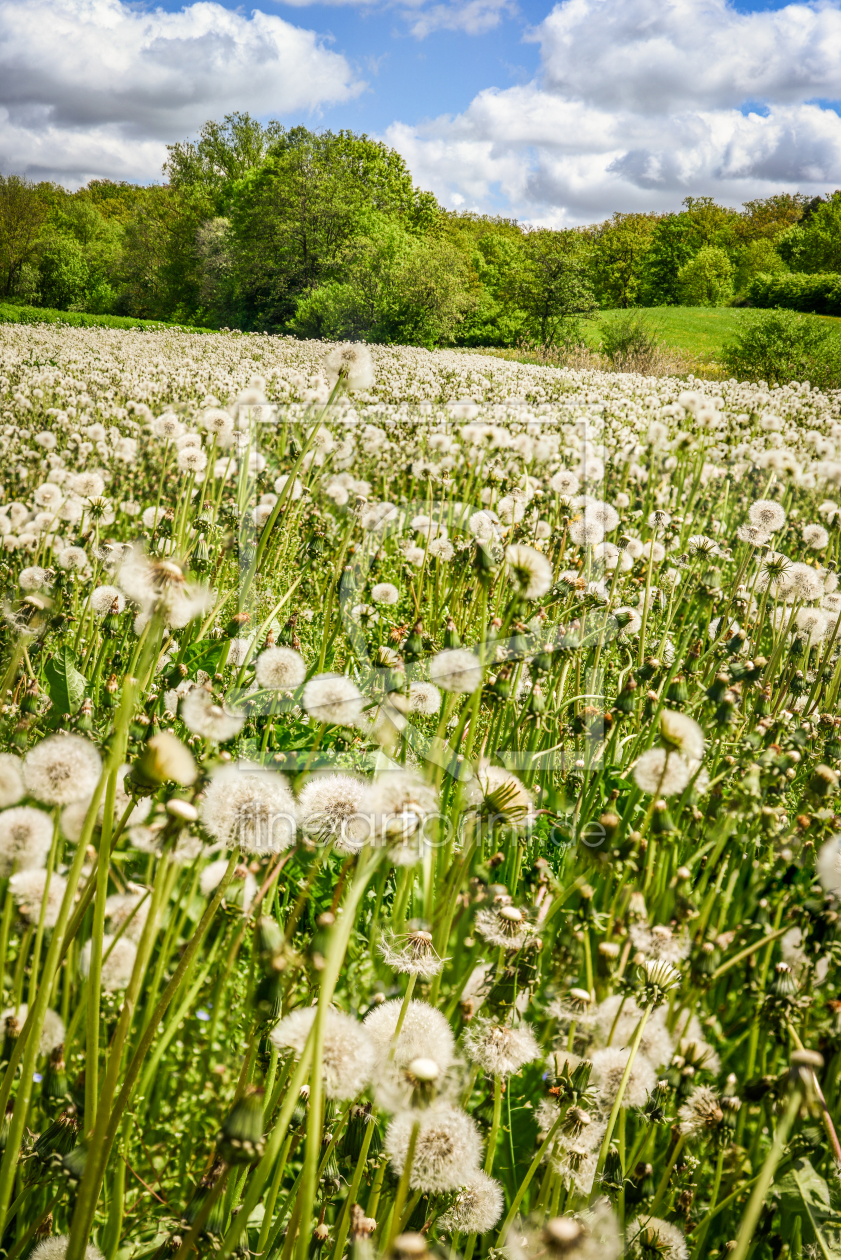 Bild-Nr.: 10950429 Pusteblumenfeld erstellt von hannes cmarits