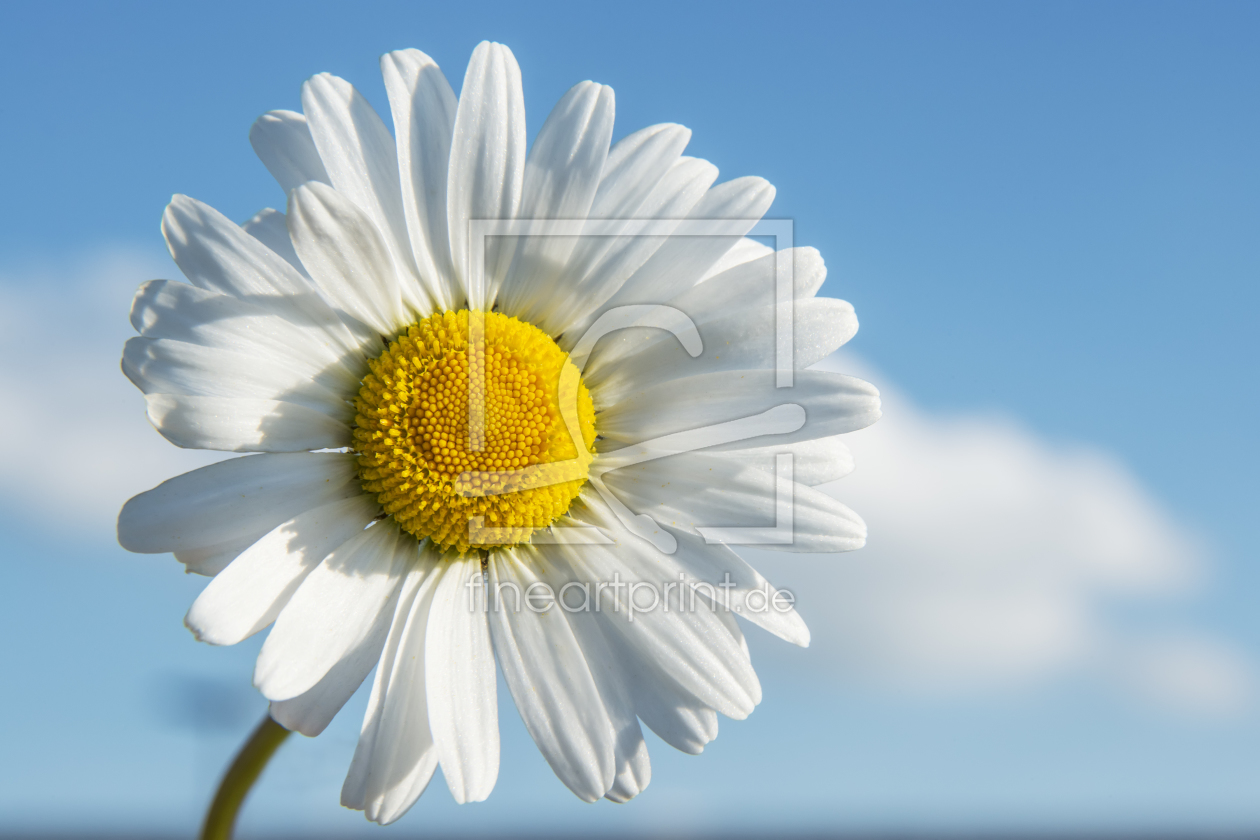 Bild-Nr.: 10951175 Leucanthemim Vulgare III erstellt von Wolfgang Zwanzger