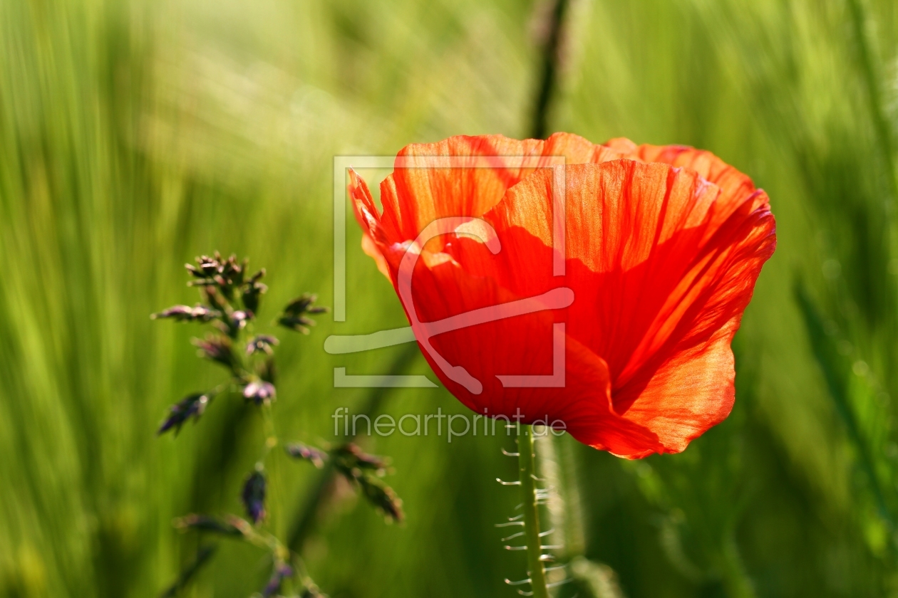 Bild-Nr.: 10951609 Mohn am Feldrand erstellt von falconer59