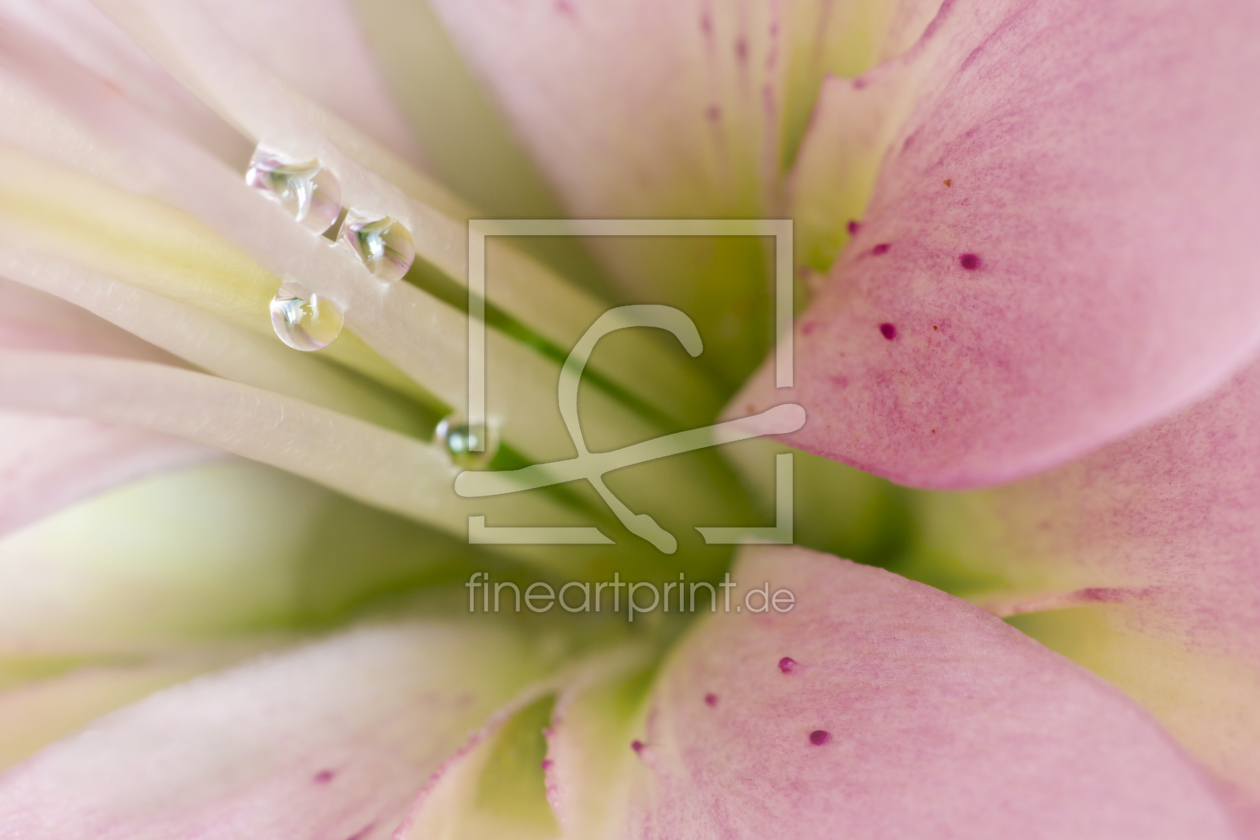 Bild-Nr.: 10953691 Lily & Raindrops erstellt von Melanie Viola