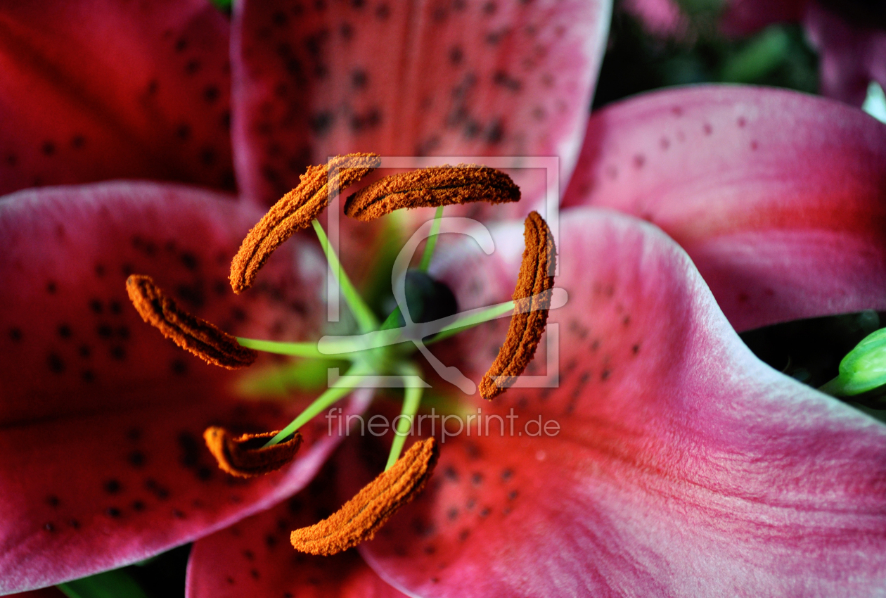 Bild-Nr.: 10954103 Lilien Poesie erstellt von Youlia