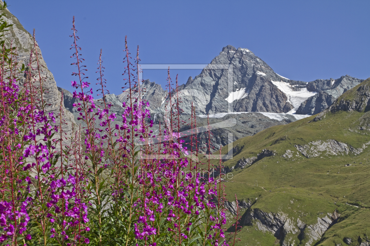 Bild-Nr.: 10955595 Waldweideröschen mit Großglockner erstellt von EderHans