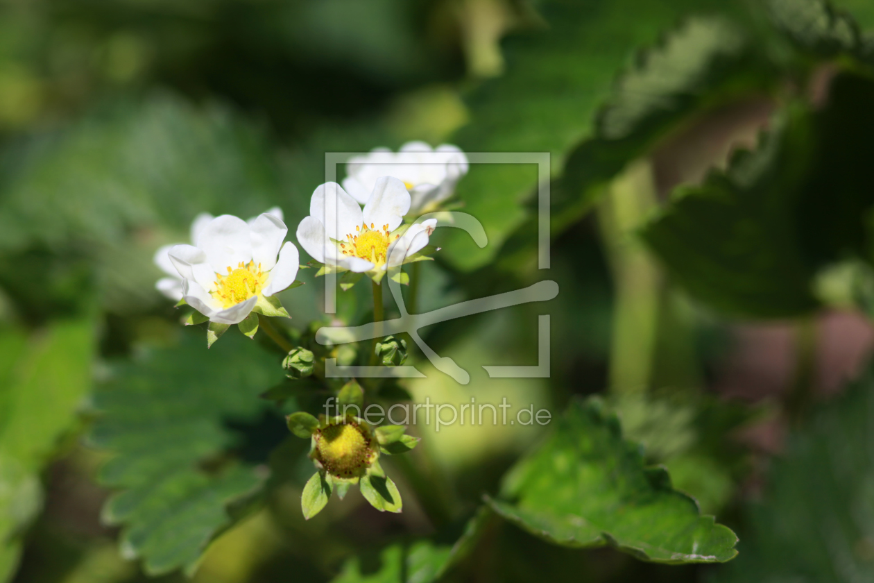 Bild-Nr.: 10956839 Erdbeere erstellt von FotoDeHRO