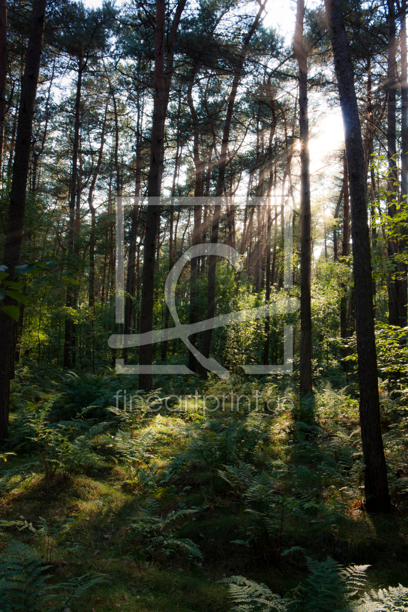 Bild-Nr.: 10957391 Sonnenstrahlen im Wald erstellt von Gilidhor