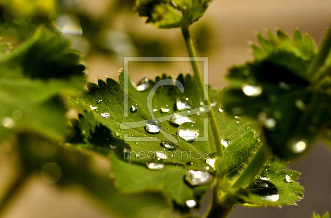 Bild-Nr.: 10957633 .. raindrops .. erstellt von GUGIGEI