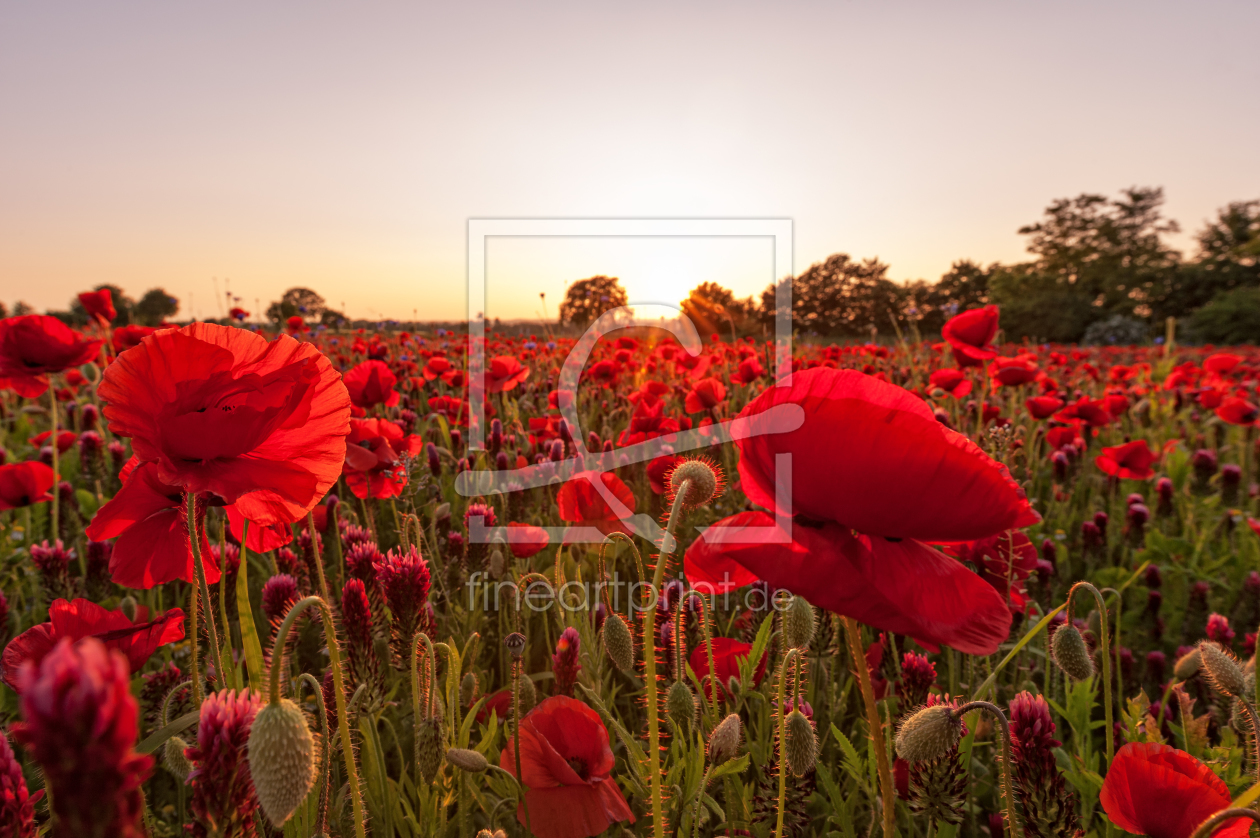 Bild-Nr.: 10958081 The Colors of Summer erstellt von Nordbilder