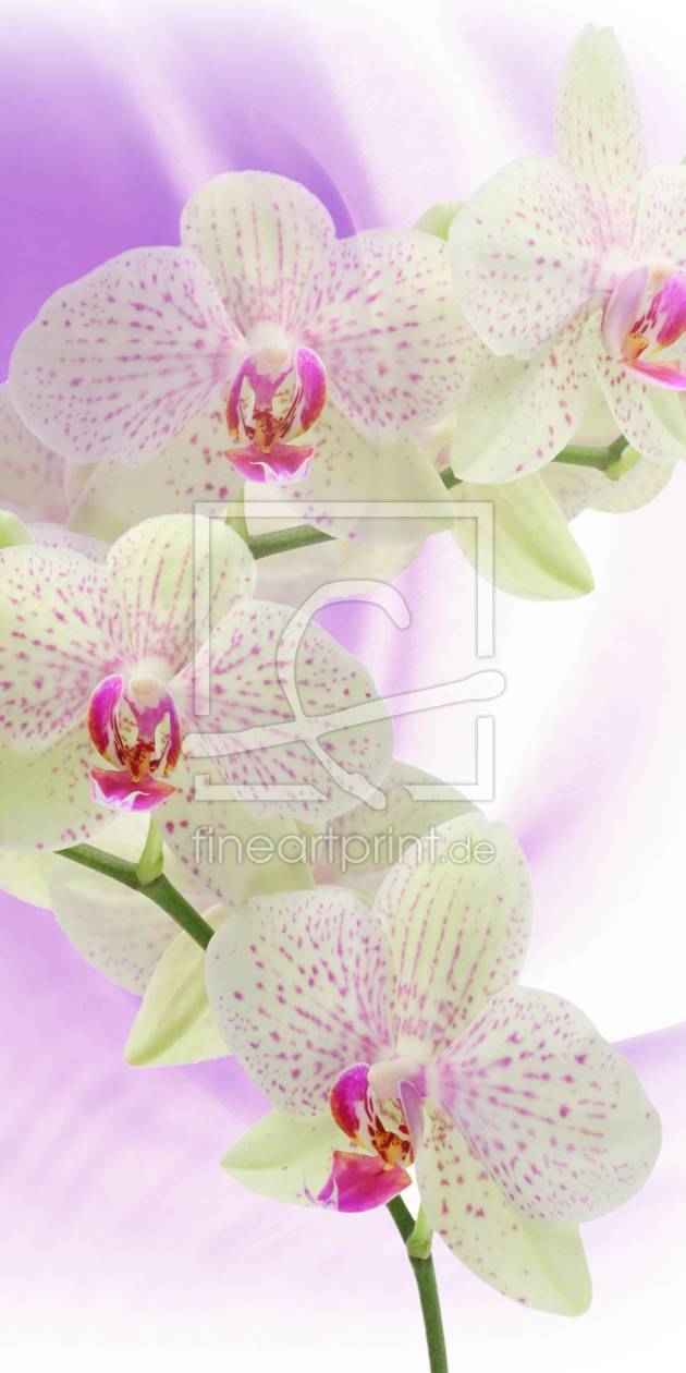 Bild-Nr.: 10958413 Orchidaceae erstellt von Caras