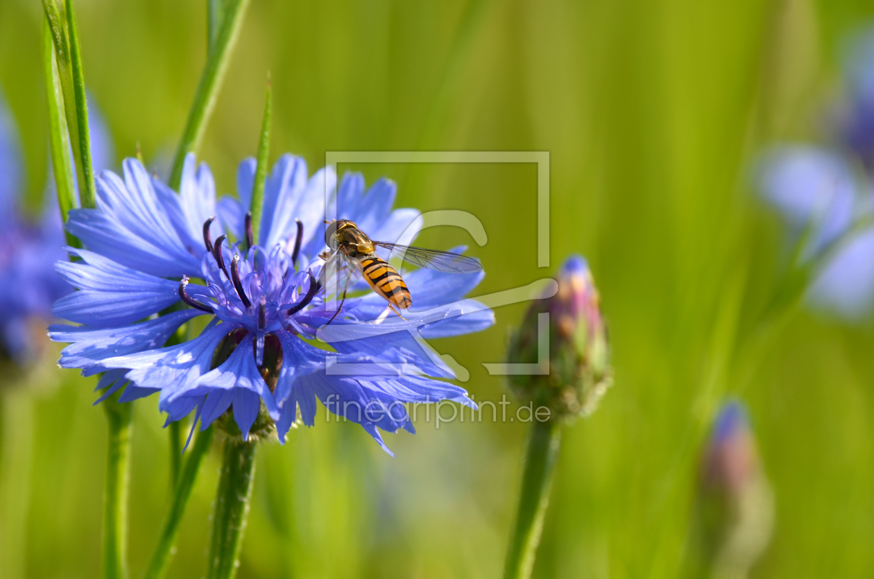 Bild-Nr.: 10958521 Schwebfliege erstellt von Atteloi