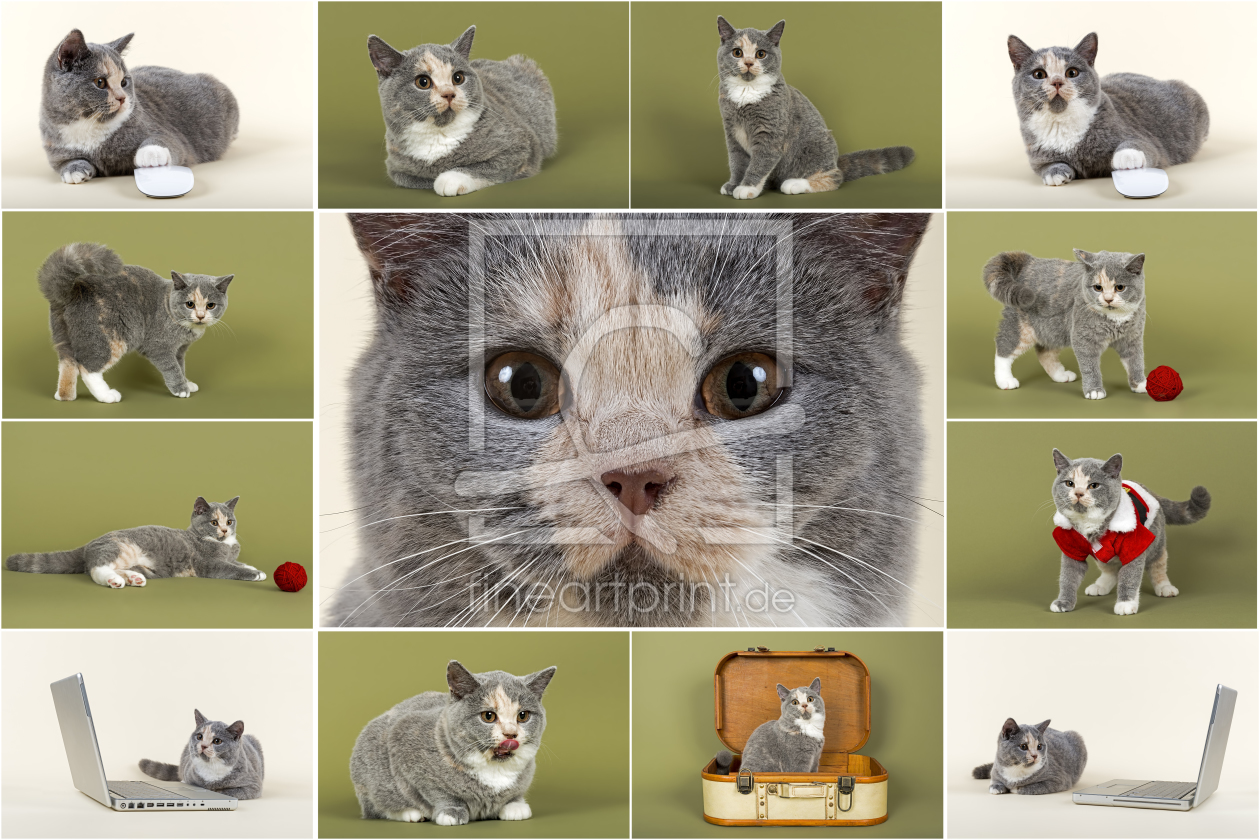 Bild-Nr.: 10959261 Katze Britisch Kurzhaar Mosaik erstellt von eSchmidt