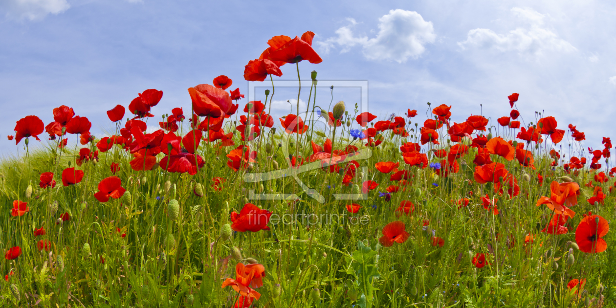 Bild-Nr.: 10959587 Mohnblumen | Panoramablick erstellt von Melanie Viola