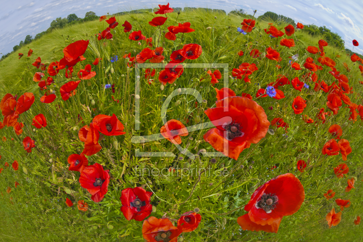 Bild-Nr.: 10959593 Mohnblumen | Fisheye-Perspektive erstellt von Melanie Viola