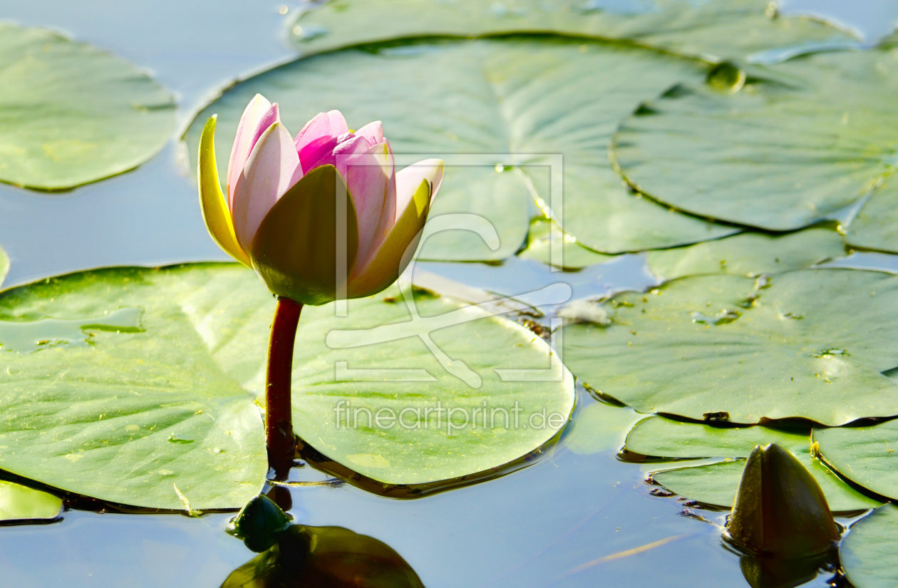 Bild-Nr.: 10960001 Seerose  erstellt von Atteloi