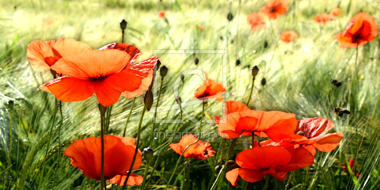 Bild-Nr.: 10960937 Meadow Light erstellt von manhART