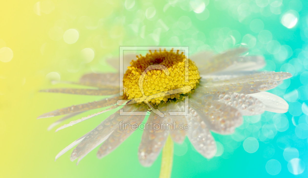 Bild-Nr.: 10961467 Margerite im Sonnenlicht erstellt von Heike  Hultsch