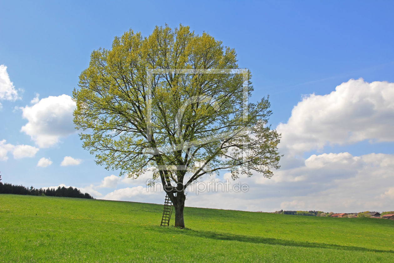 Bild-Nr.: 10961517 Baum mit Jägersitz erstellt von SusaZoom