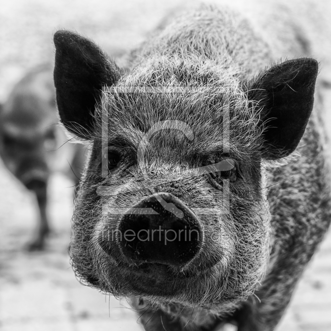 Bild-Nr.: 10961631 Pig Portrait erstellt von bullibauert3