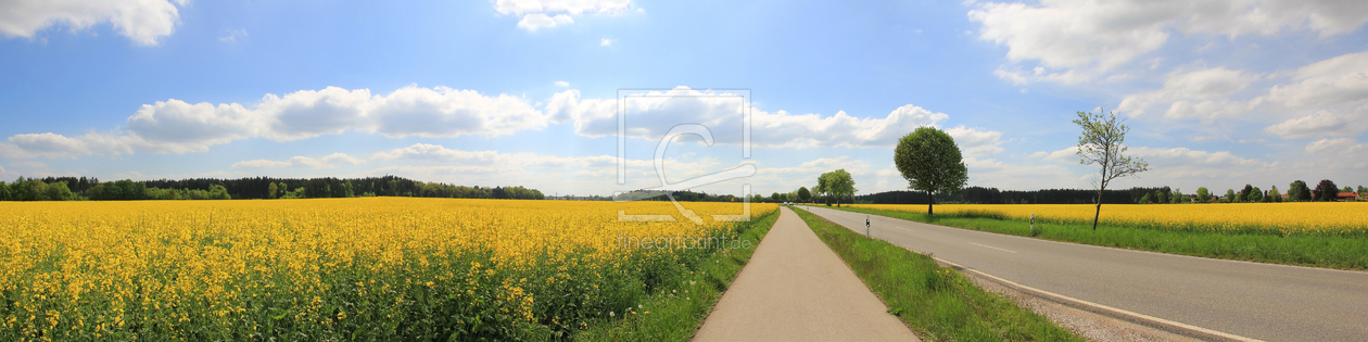 Bild-Nr.: 10961819 Landstraße durchs Rapsfeld erstellt von SusaZoom