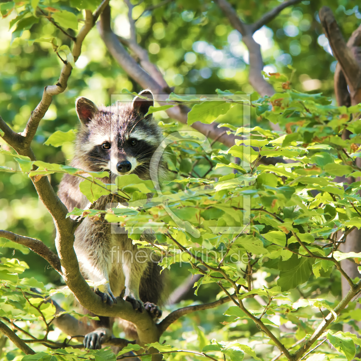 Bild-Nr.: 10962463 Waschbär erstellt von Jake-Playmo