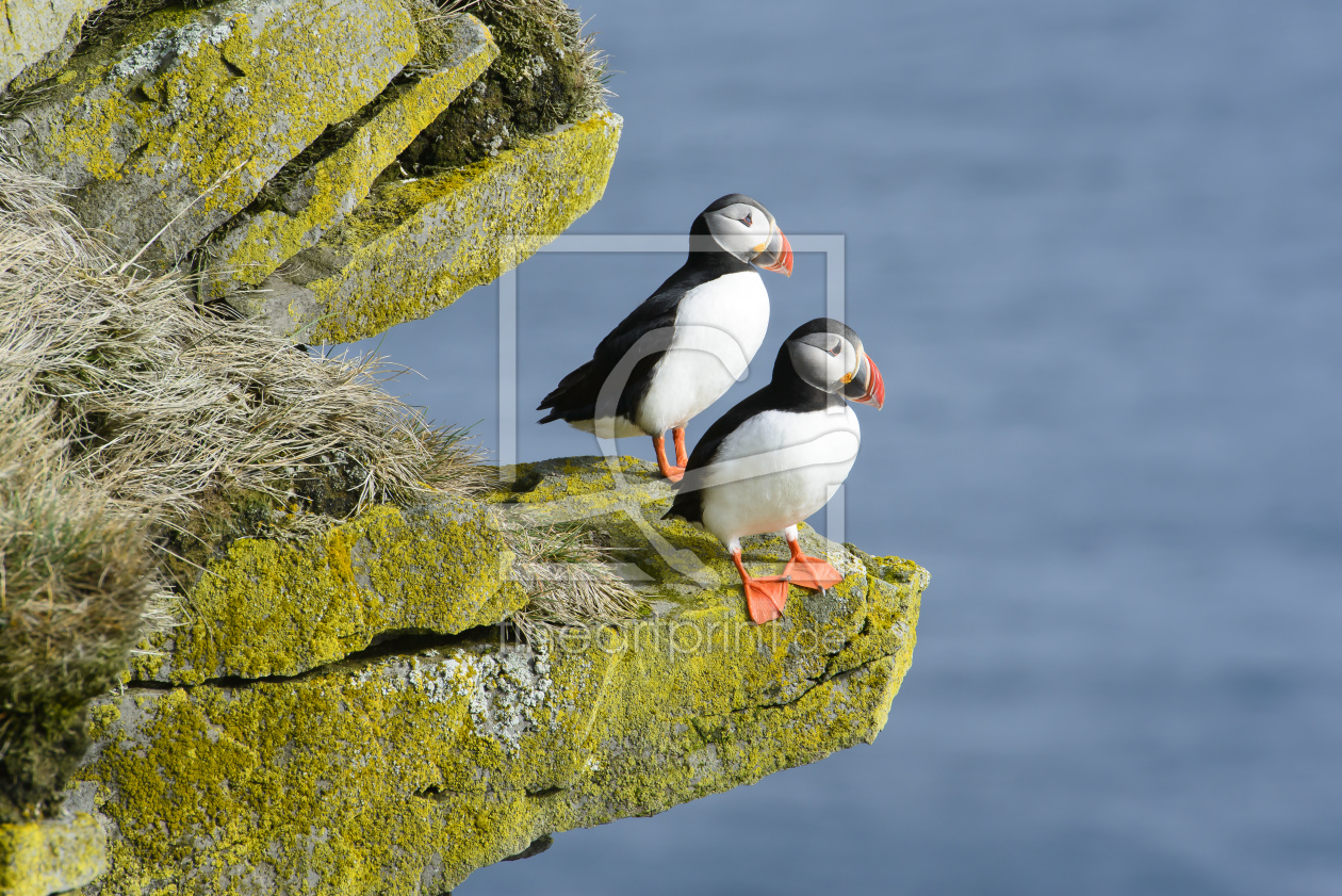 Bild-Nr.: 10963299 Puffins everywhere... erstellt von DenisFeiner