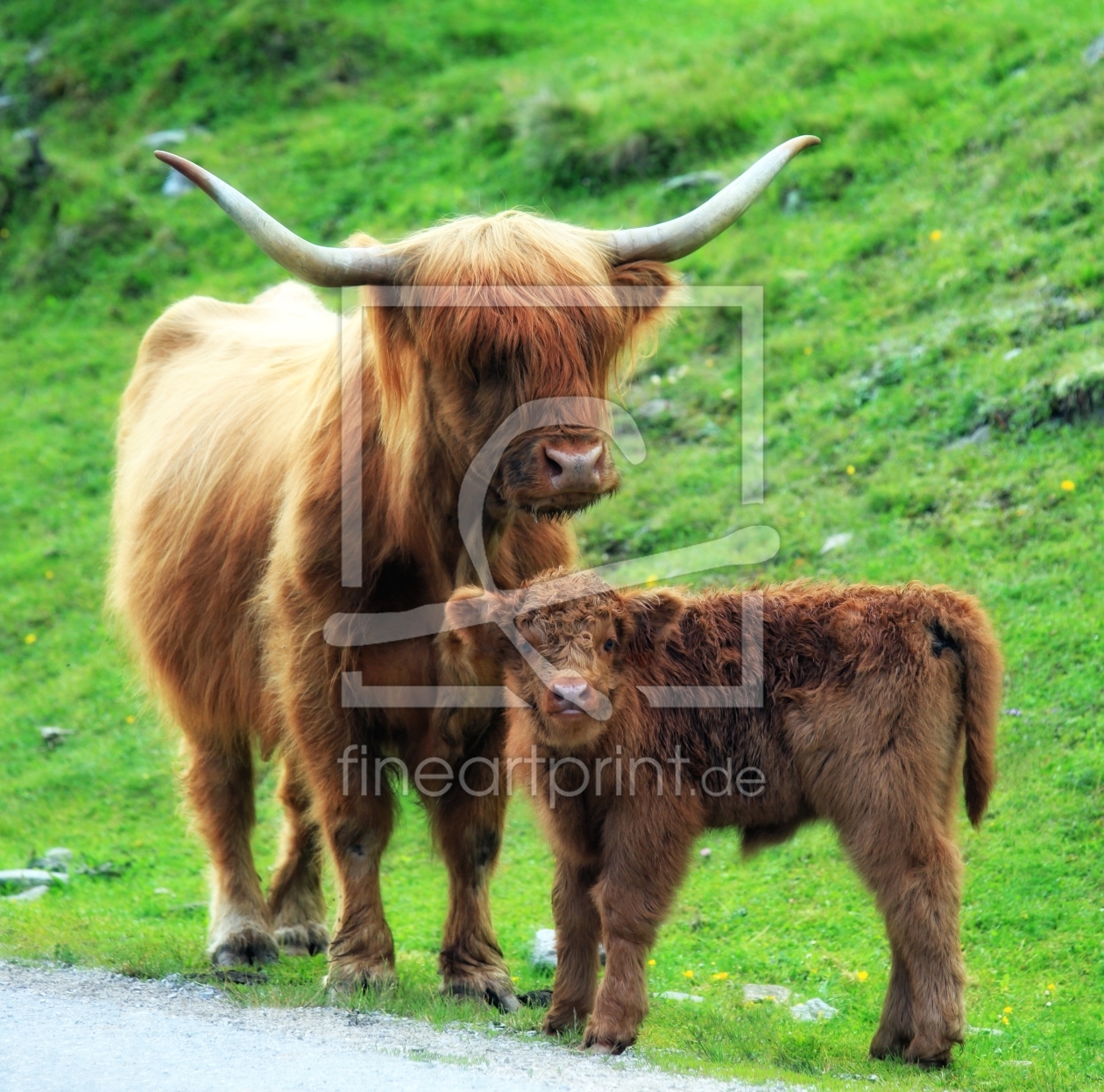 Bild-Nr.: 10964251 Tirol  -  Almsommerimpressionen erstellt von wompus