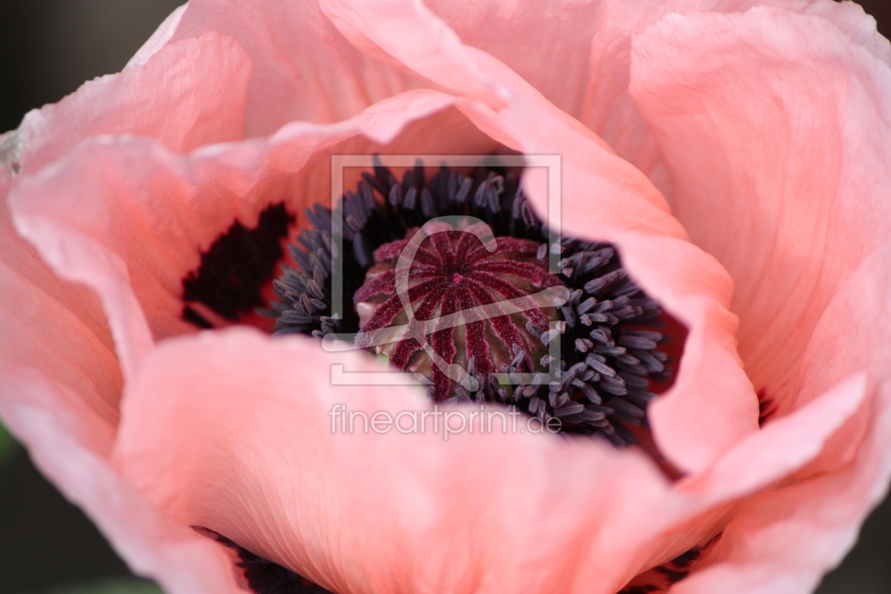 Bild-Nr.: 10965027 Papaver erstellt von Bettina Schnittert