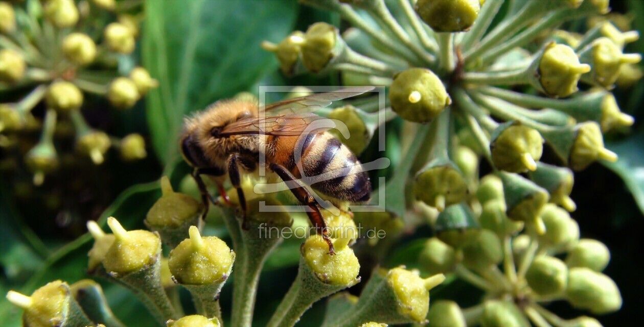 Bild-Nr.: 10966215 fleisiges Bienchen erstellt von makrowelt