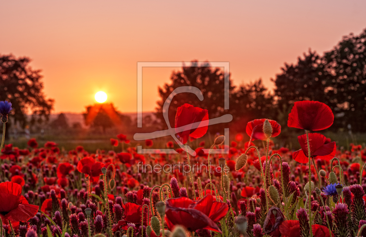 Bild-Nr.: 10966319 Im Sonnenuntergang erstellt von Nordbilder