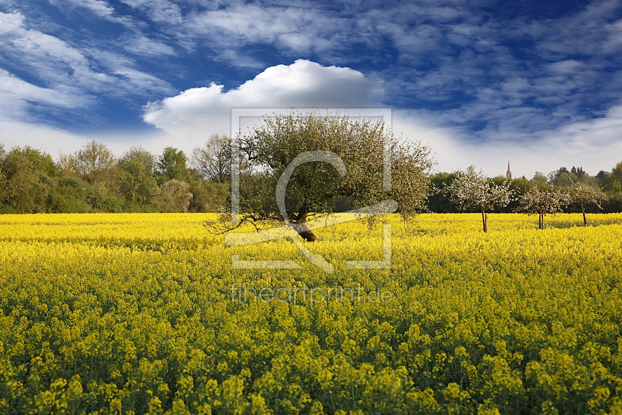 Bild-Nr.: 10966477 Feld und Wiesen erstellt von Renate Knapp