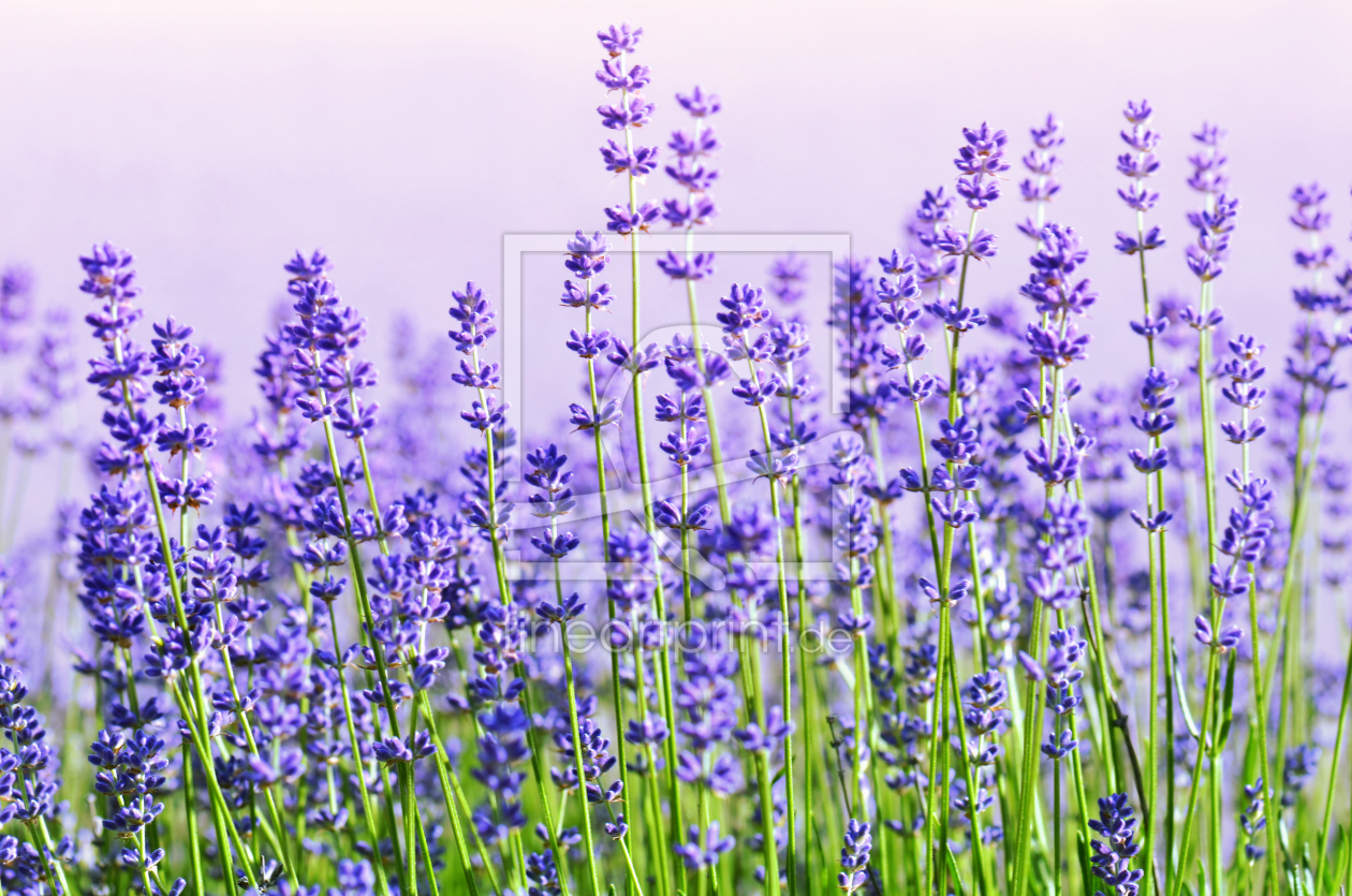 Bild-Nr.: 10967072 Lavendel erstellt von Atteloi