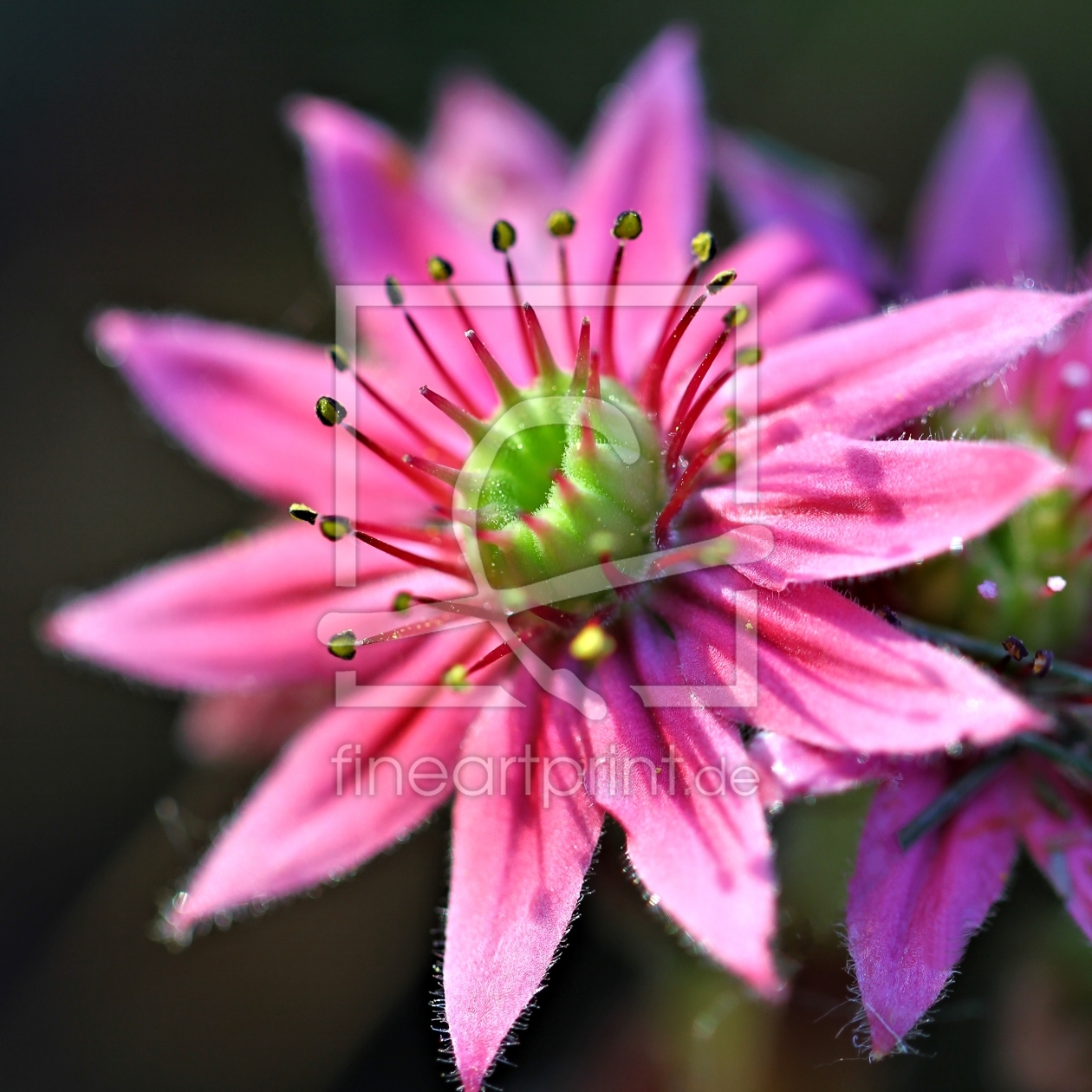 Bild-Nr.: 10967540 Sempervivum erstellt von falconer59